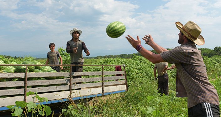 Берба лубеница у Абхазији